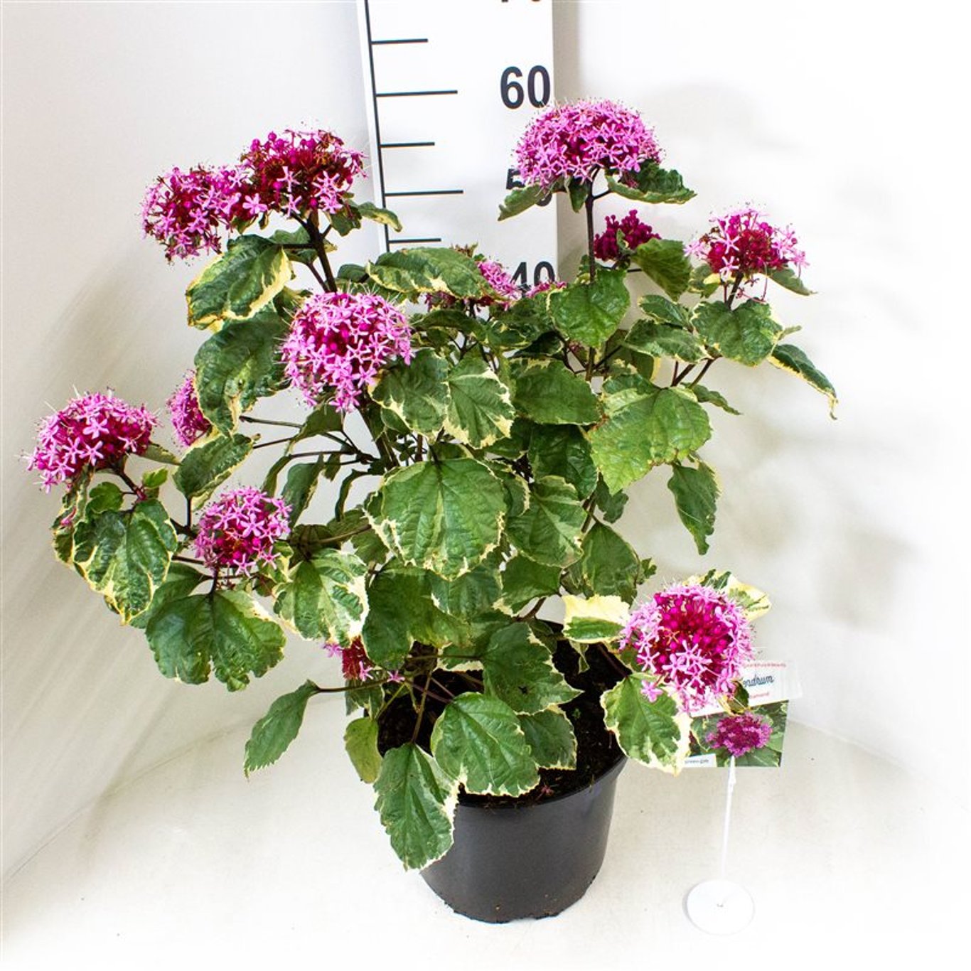 Clerodendrum bungei 'Pink Diamond' - C10 50-60 CM